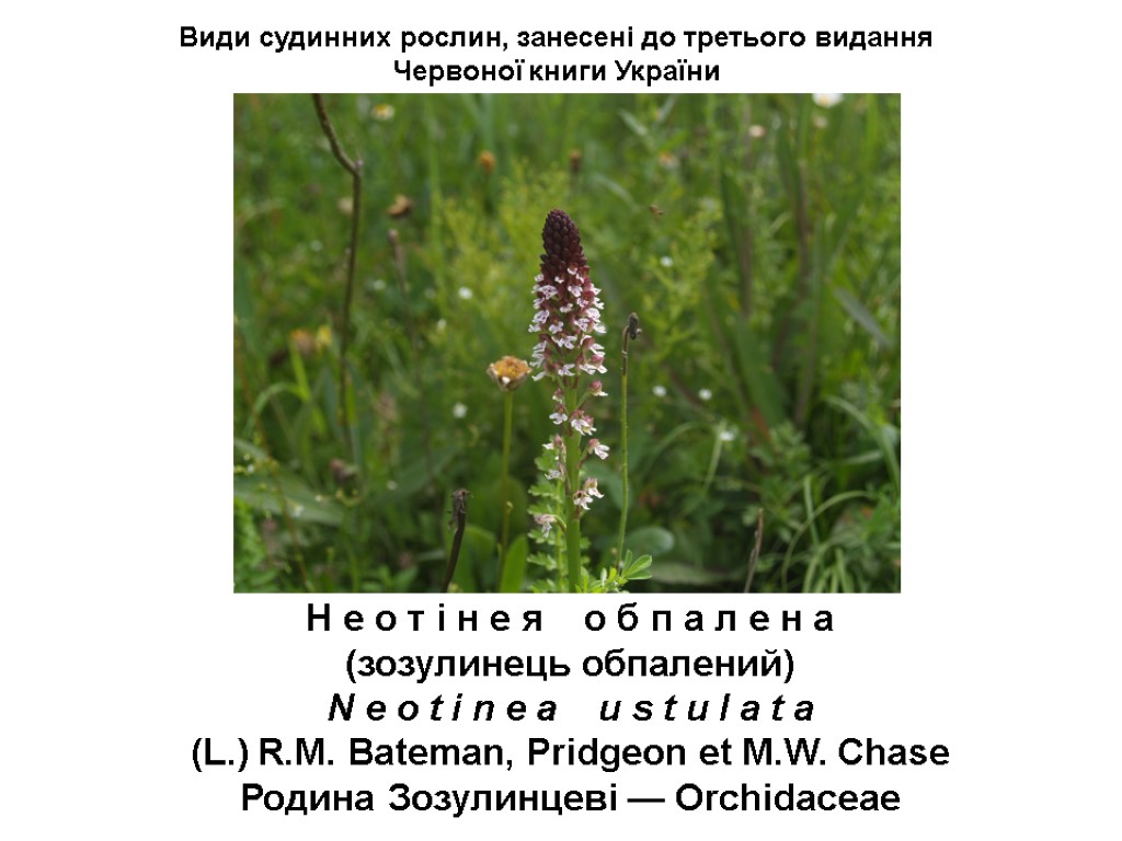 Види судинних рослин, занесені до третього видання Червоної книги України Н е о т
